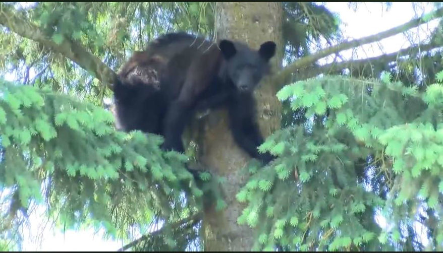 Bear in CdA